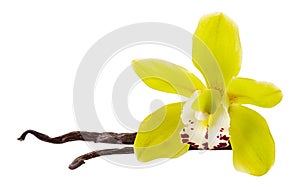 Vanilla yellow flower and 2 sticks or pod isolated on white background as packing design element. Natural aroma spice for food