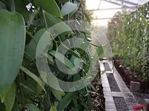 Vanilli planifolia orchid