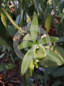 Vanilli planifolia orchid flower before polination