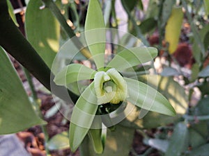 Vanilli planifolia orchid flower before polination