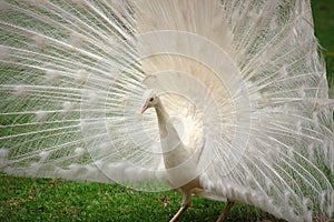 Vanity - Beautiful White Peacock