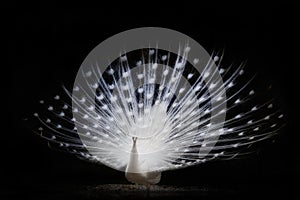 White peacock