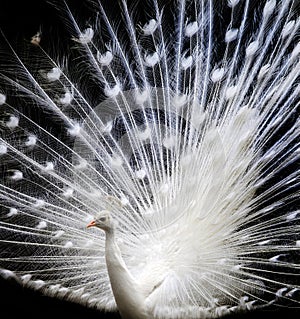 Vanity of white peacock