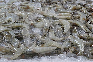 vannamei shrimp or white-legged shrimp