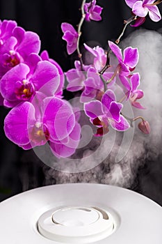 Vapor from humidifier in fronf of orchid flowers