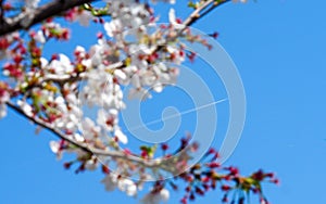 Vapour trail with Japanese cherry