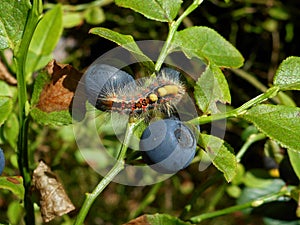 Vapourer caterpillar