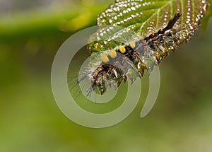 Vapourer Moth Caterpillar