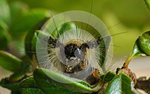 Vapourer Moth caterpillar