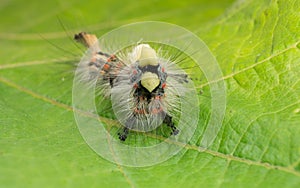 A Vapourer moth caterpillar