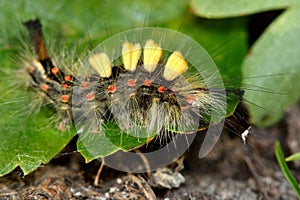 Vapourer moth (Orgyia antiqua) caterpillar