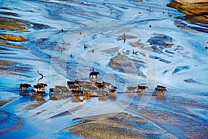 The vaquero and cattle in river photo