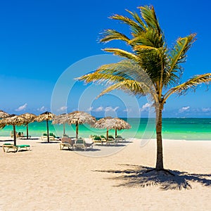 Varadero beach in Cuba with a coconut tree