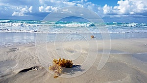 Varadero Cuba Seaweed on the beach