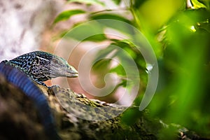 Varan blue portrait in nature