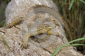 VARAN DE GOULD varanus gouldi