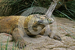 VARAN DE KOMODO varanus komodoensis photo