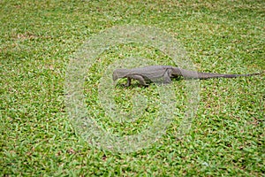 The Varan (Lizard) on the grass.
