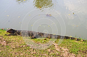 The Varan Lizard on the grass in the  Ayutthaya, Thailand