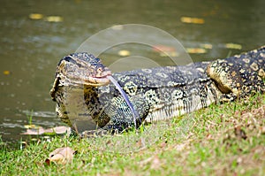 The Varan Lizard on the grass in the  Ayutthaya, Thailand