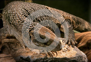 Varan lizard