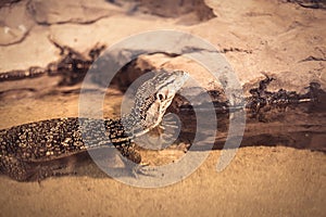 Varan looking prey from the water at the zoo