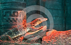 Varanus acanthurus at zoo