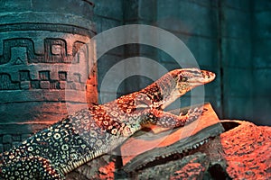 Varanus acanthurus at zoo