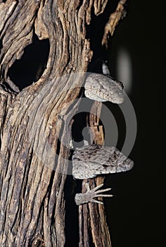 Varanus gilleni photo