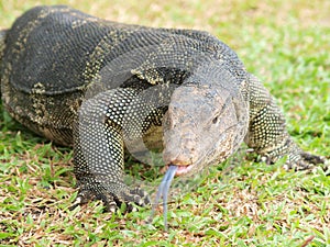 Varanus on green grass focus on the