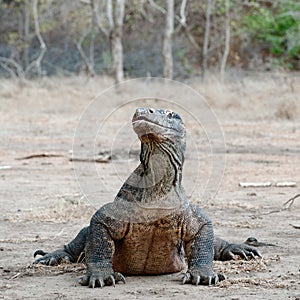 Varanus komodoensis