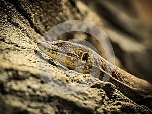 Varanus mertensi relaxing on a rock