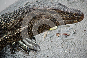 Varanus. Monitor lizard head close up