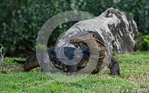 Varanus monitor lizard at Lumpini park, Bangkok, Thailand