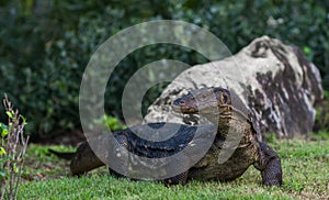 Varanus monitor lizard at Lumpini park, Bangkok, Thailand