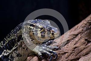 Varanus niloticus photo