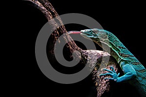 Varanus prasinus diamond lizzard