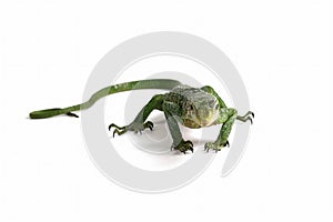 Varanus prasinus lizard isolated on white background