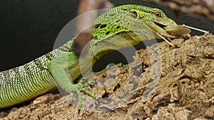 Varanus Prasinus Reptile Hunting