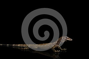 Varanus rudicollis Black Background