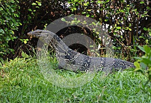 Varanus salvator