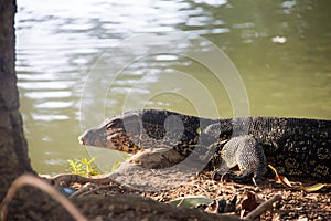 Varanus salvator