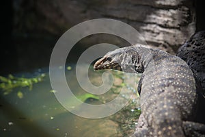 Varanus salvator also sometimes called erroneously Komodo Dragon