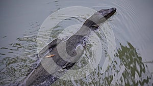 Varanus salvator photo