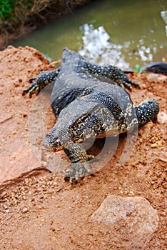 Varanus salvator, a large lizard close up, Sri Lanka