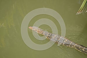 Varanus salvator is reptiles