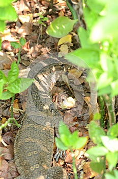 Varanus salvator is reptiles and amphibiansin live in forest