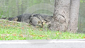 Varanus salvator are scratching their face with tree. No Sound.