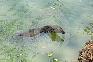 Varanus Salvator swimming in swamp in the park