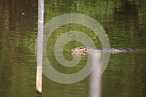 Varanus salvator swimming in swamps Floating above water looking for food